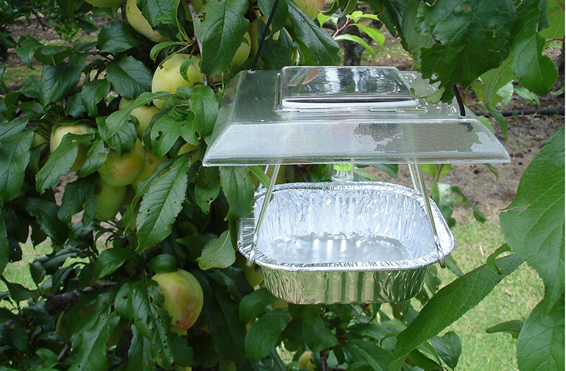Got Questions On Guava Moths & Our Solar Moth Traps? Read Our FAQs