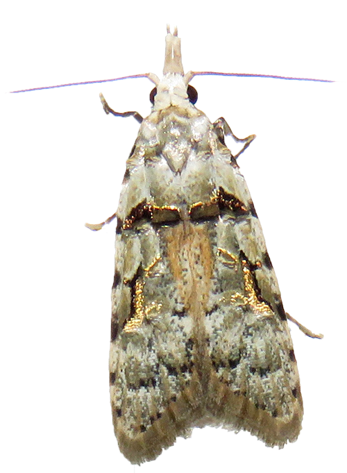 guava moth traps nz guava moth traps nz