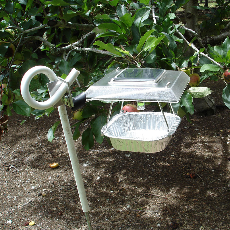 Help, Advice & Articles On How To Get Rid Of Guava Moth