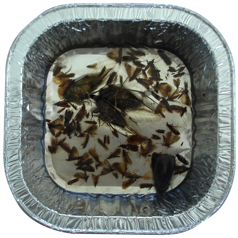 Guava Moth Traps Designed, Tested & Manufactured In New Zealand