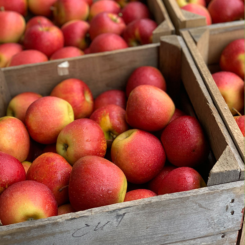 Solar Moth Trap To Get Rid Of Guava and Codling Moth No Harmful Sprays
