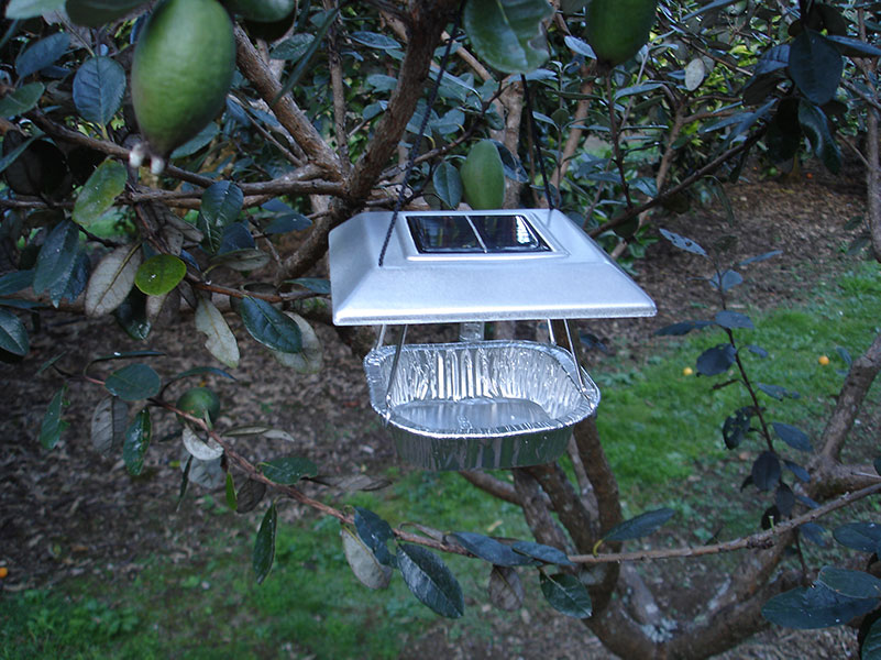 Solar Moth Trap To Get Rid Of Guava and Codling Moth No Harmful Sprays