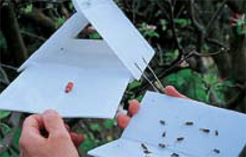 ecotrap combo pack