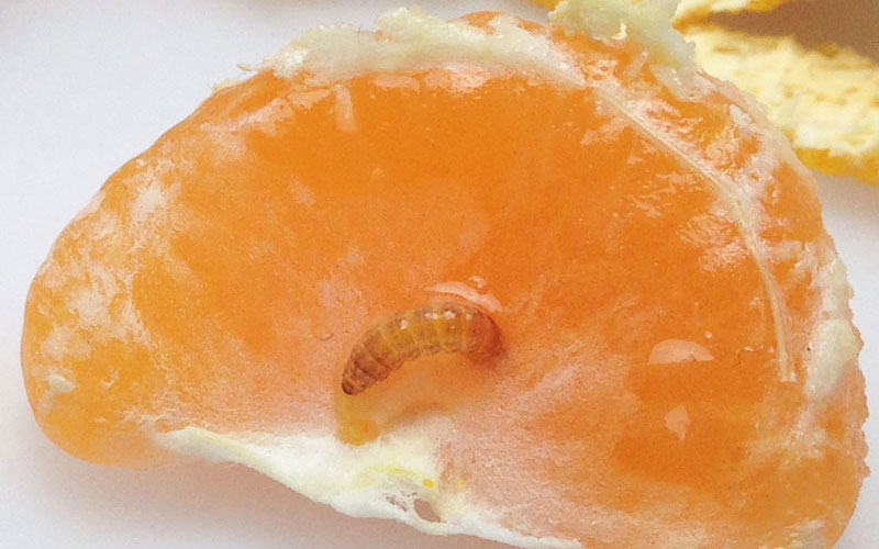 Guava moth in Mandarins