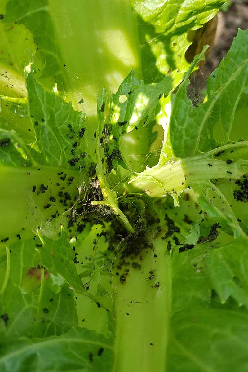 Armyworm Damage