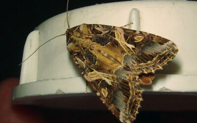 How to get rid of Tropical Armyworm Moths