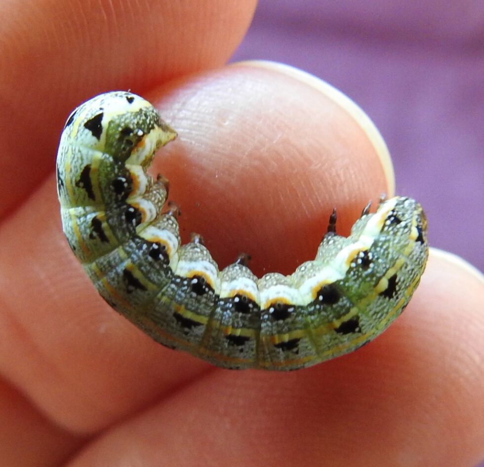 Armyworm Moths A female Moth Lays 2,000 Eggs In Her Lifetime